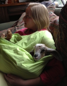 Attachment Goat Parenting