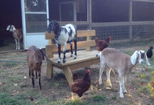 That's Miss B in the background, watching over the girls.